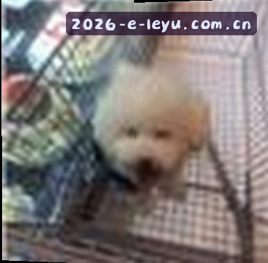 张鹏